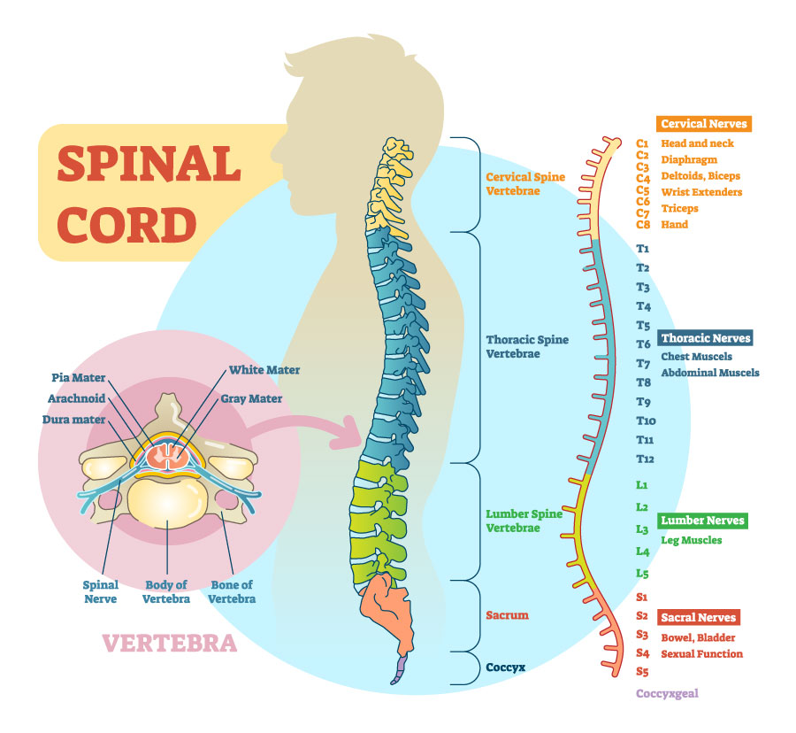 Diagrama esquemático de la médula espinal.